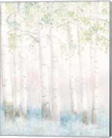 Framed 'Soft Birches III' border=