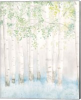 Framed 'Soft Birches II' border=