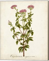 Framed 'Antique Herb Botanical I' border=