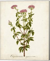 Framed 'Antique Herb Botanical I' border=