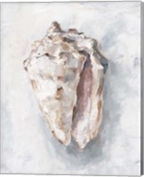 Framed 'White Shell Study II' border=