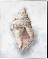 Framed 'White Shell Study III' border=