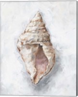 Framed 'White Shell Study III' border=