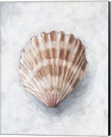 Framed 'White Shell Study IV' border=