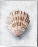 Framed 'White Shell Study IV' border=