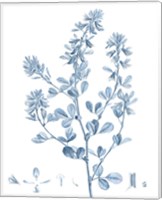 Framed 'Antique Botanical in Blue VIII' border=