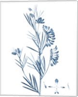 Framed 'Antique Botanical in Blue IX' border=