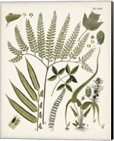 Framed 'Fanciful Ferns III' border=