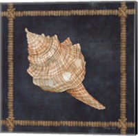 Framed 'Seashell on Navy IV' border=