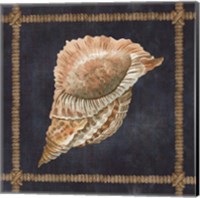 Framed 'Seashell on Navy VI' border=