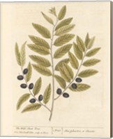 Framed 'Olive Branch I' border=