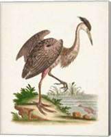 Framed 'Antique Heron & Cranes III' border=