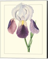 Framed 'Purple Irises I' border=