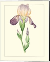 Framed 'Purple Irises III' border=