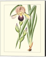 Framed 'Purple Irises IV' border=