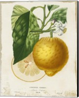 Framed 'French Lemon I' border=