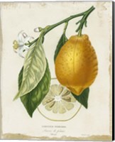 Framed 'French Lemon II' border=