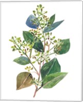 Framed 'Seeded Eucalyptus II' border=