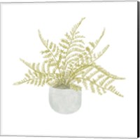 Framed 'Potted Fern I' border=