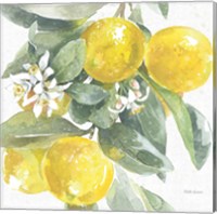 Framed 'Citrus Charm Lemons I' border=