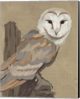 Framed 'Common Barn Owl Portrait I' border=