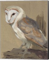 Framed 'Common Barn Owl Portrait II' border=