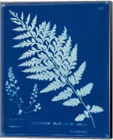 Framed 'Cyanotype Ferns IV' border=