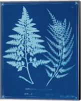 Framed 'Cyanotype Ferns V' border=