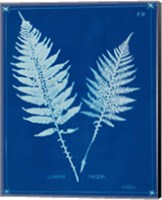 Framed 'Cyanotype Ferns VI' border=