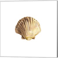 Framed 'Oceanum Shells White V-Scallop' border=