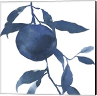 Framed 'Indigo Oranges II' border=