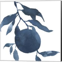 Framed 'Indigo Oranges III' border=