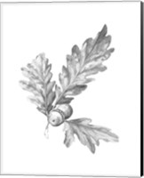 Framed 'Oak Leaf Pencil Sketch I' border=