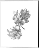 Framed 'Oak Leaf Pencil Sketch II' border=