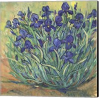 Framed 'Irises in Bloom I' border=