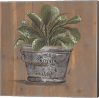 Framed 'Pretty Plant in Pail' border=