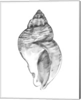 Framed 'Quiet Conch I' border=