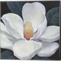 Framed 'Blooming Magnolia I' border=