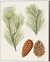 Framed 'Antique Pine Cones I' border=