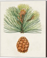 Framed 'Antique Pine Cones II' border=