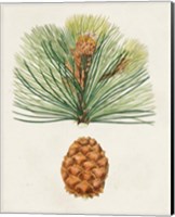 Framed 'Antique Pine Cones II' border=