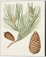 Framed 'Antique Pine Cones III' border=