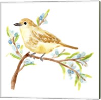 Framed 'Springtime Songbirds II' border=