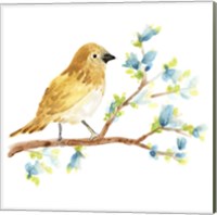 Framed 'Springtime Songbirds III' border=