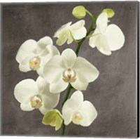 Framed 'Orchids on Grey Background II' border=