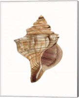 Framed 'Neutral Shell Collection 1' border=