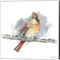 Framed 'Birds & Branches II-Female Cardinal' border=