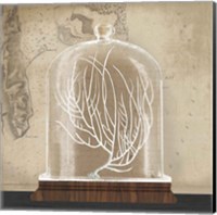 Framed 'Coral Cloche II' border=