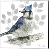 Framed 'Backyard Birds I-Blue Jay' border=