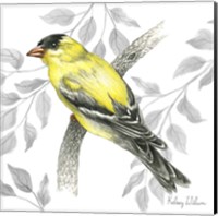 Framed 'Backyard Birds IV-Goldfinch II' border=